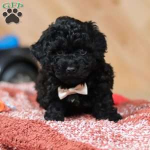 Riggins, Mini Bernedoodle Puppy